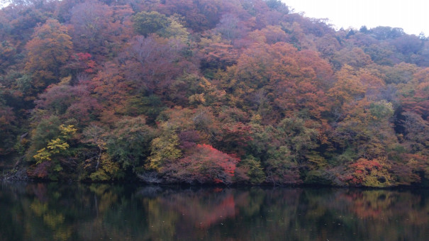 十二湖にある青森の青池 弘前の遊び人