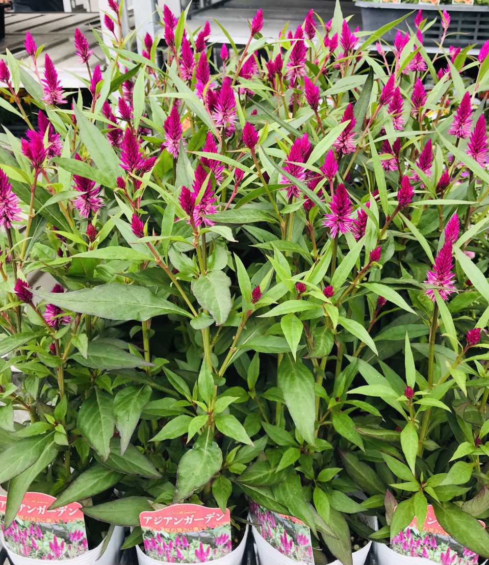 今日も仕入れに行ってきました しのん S がーでん