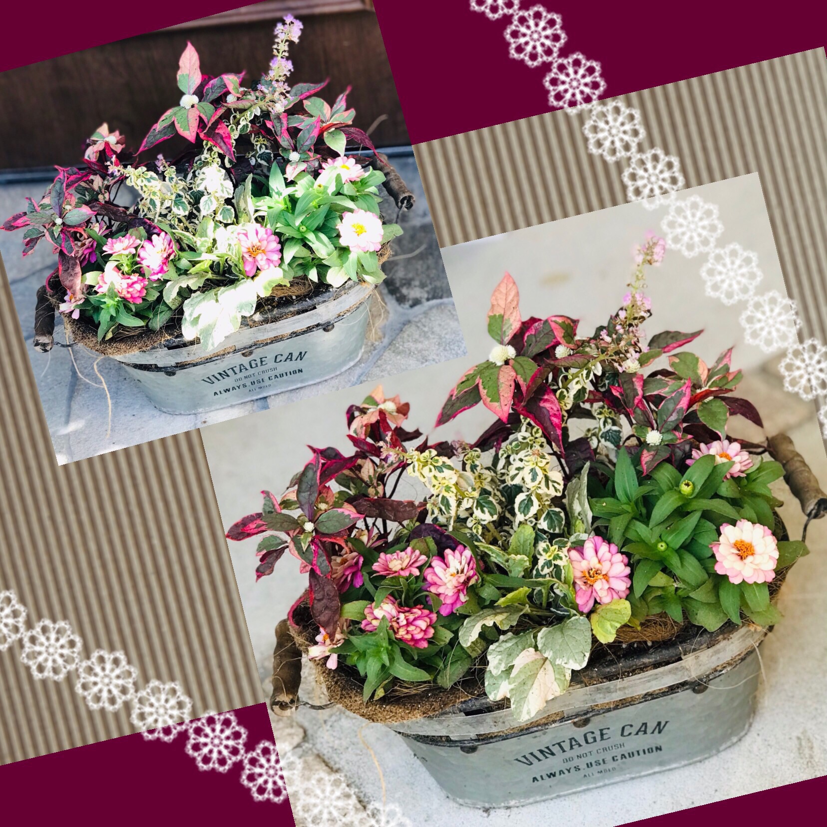 今日も寄せ植え、楽しんでくれました❣️ | しのん's がーでん