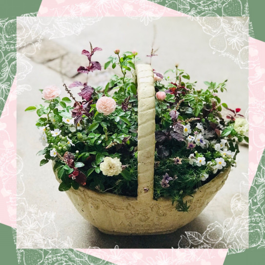 ミニバラ グリーンアイス しのん S がーでん