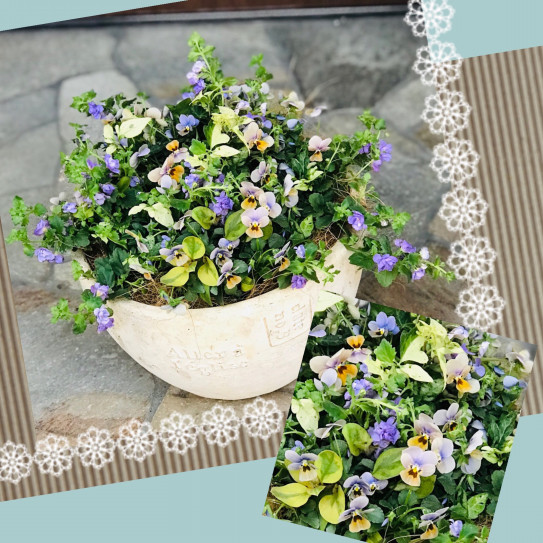 ビオラマリア尽くしの寄せ植え しのん S がーでん ビオラマリア尽くしの寄せ植え しのん S がーでん