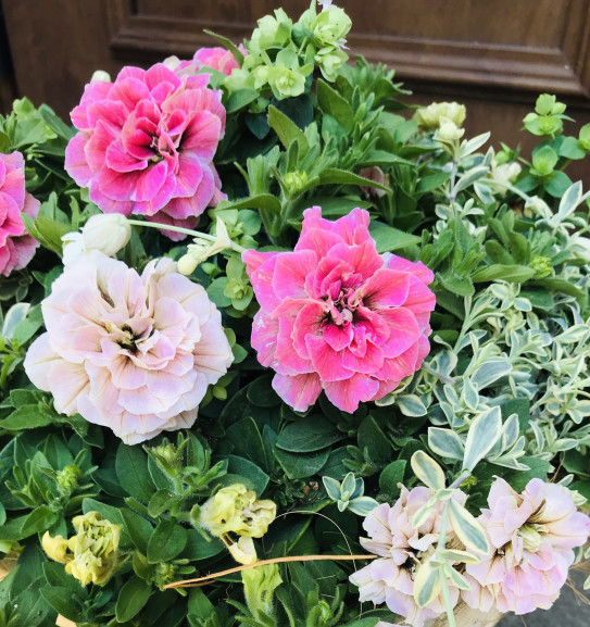 ペチュニア ホイップマカロン モカモンブランシリーズ しのん S がーでん