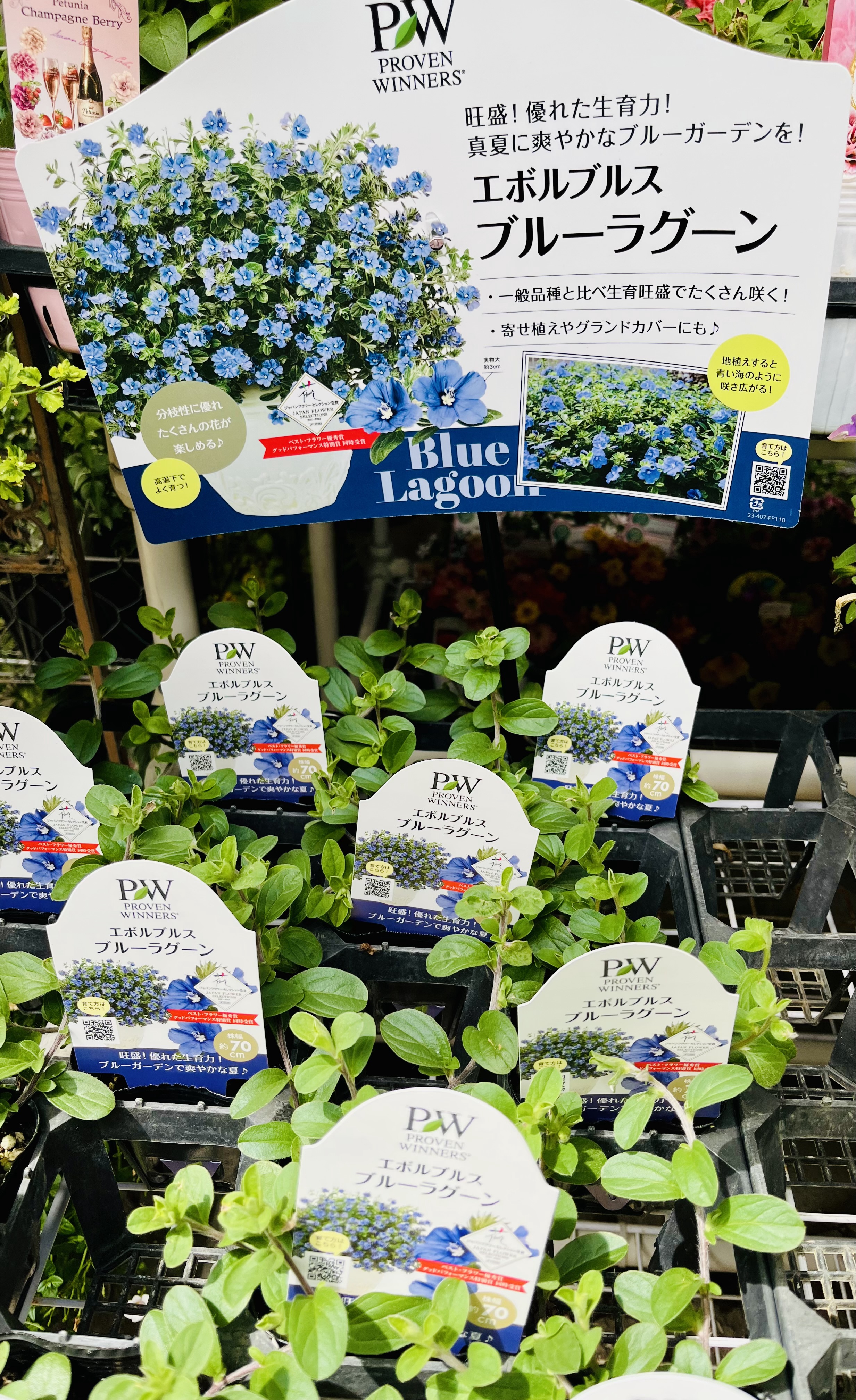 しのん's がーでん