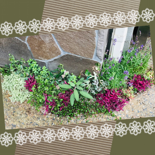ポスト下の花壇に植え込み しのん S がーでん ポスト下の花壇に植え込み しのん S がーでん