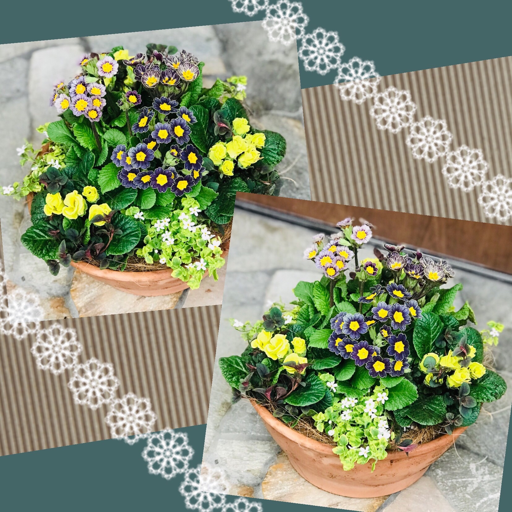 【お値下げ】アンティークシックなアメジストカラー寄せ植え 最も安い 【お値下げ】アンティークシックなアメジストカラー寄せ植え