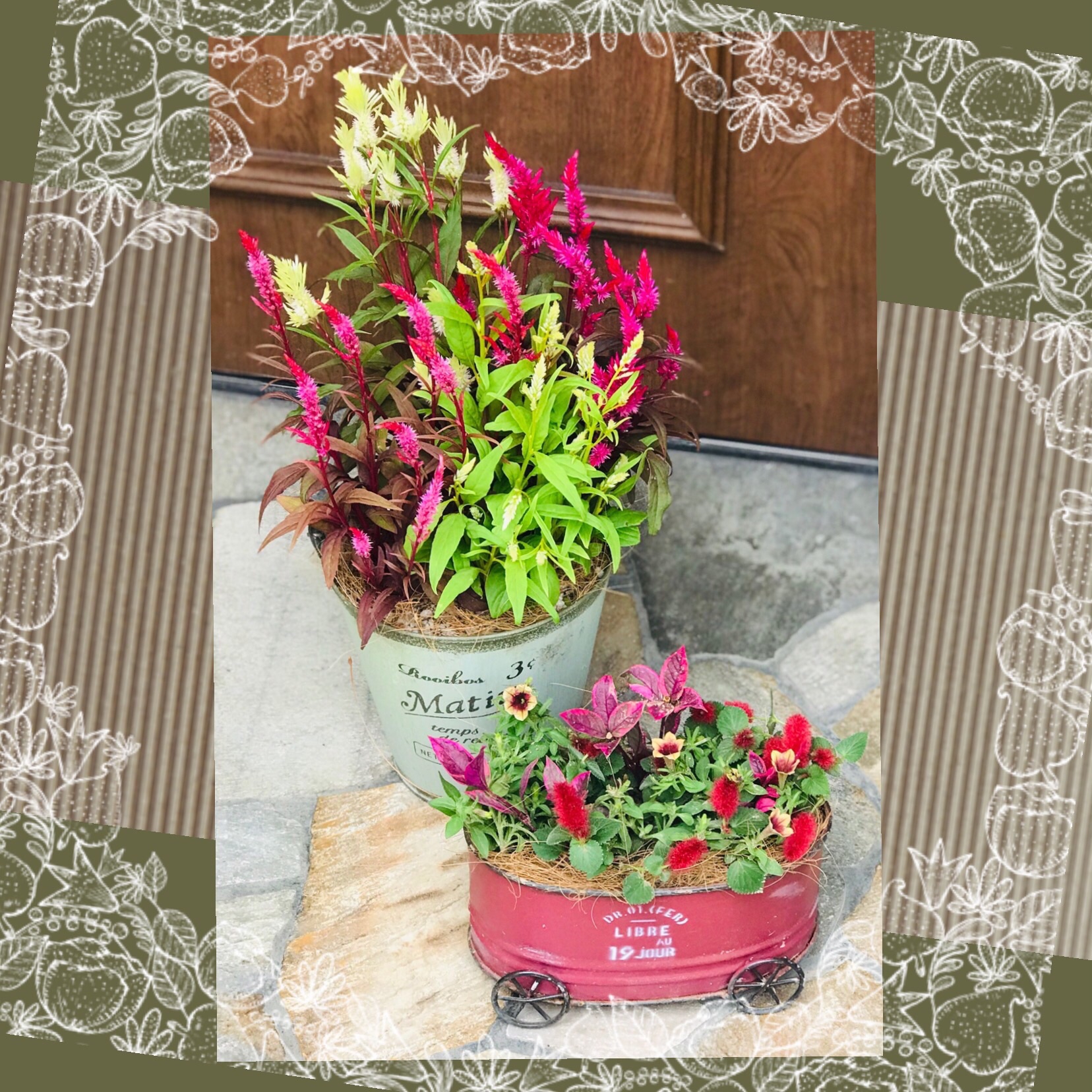 ペチュニアbeni茜 オシャレ しのん S がーでん