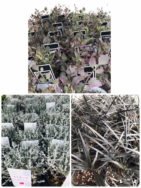 今日も仕入れに行ってきました しのん S がーでん