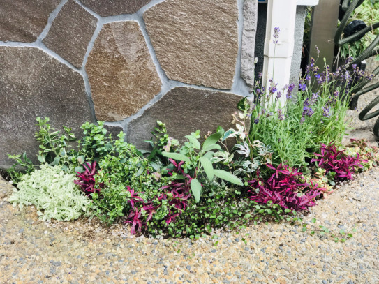 ポスト下の花壇に植え込み しのん S がーでん