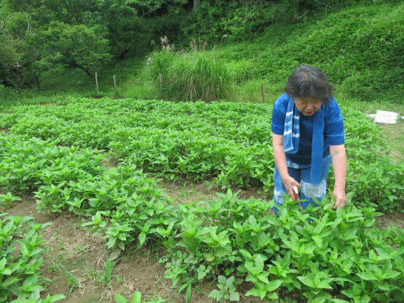 定員に達しました 藍を育てる一年 種から種へ 4月４日種まき 四季の企画室 野の 福田商店