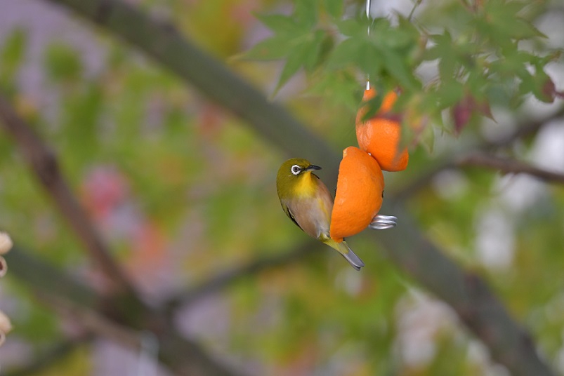 アンプ　手作り大　メジロ　小鳥 アンプ 手作り大 メジロ 小鳥