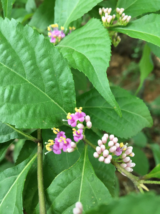 きっと大丈夫 Flowersyuka Diary