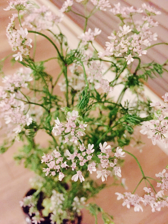 パクチーの花をトッピングして Coriander Flower Love Seeds Vegetables