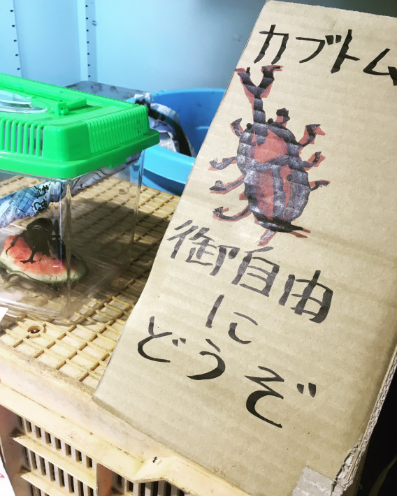 カブトムシご自由にどうぞ 中島寛信 Official Site