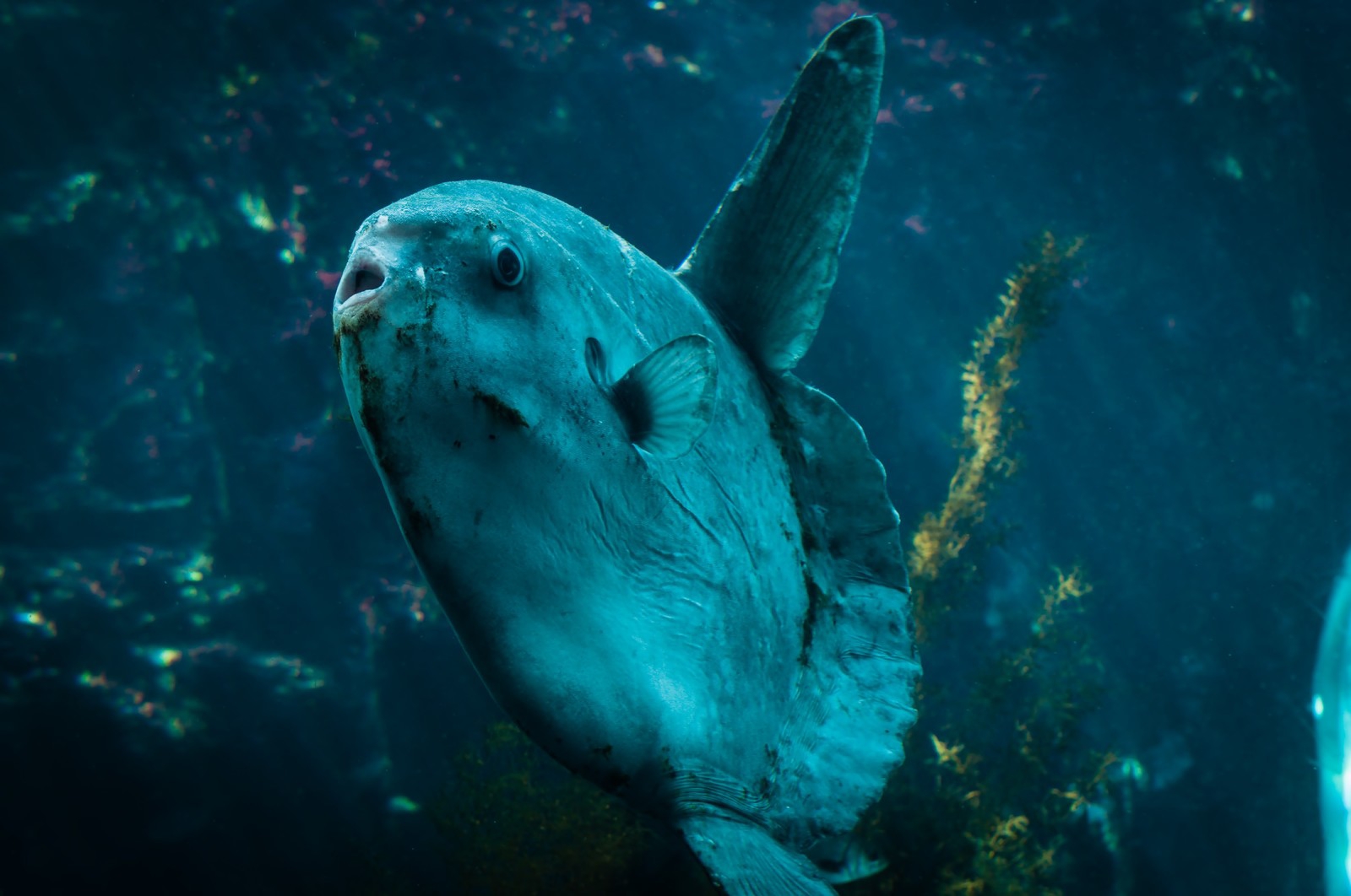 マンボウ肝油の効果で血液サラサラ