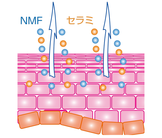 シリコーンオイル 鉱物油 植物油脂 一体どれがいいの 株式会社 理創のホームページ