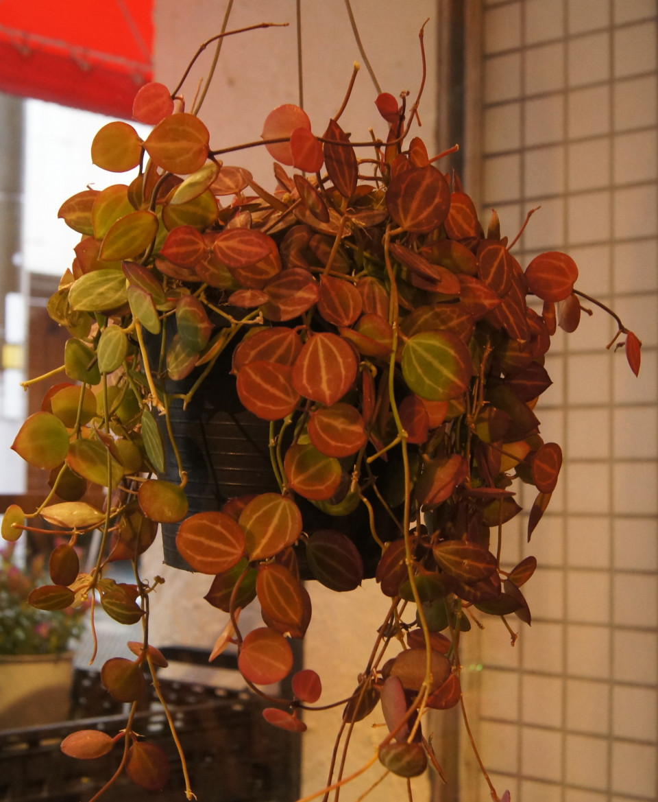 ちょっとオシャレなつる性植物 花屋 つくし