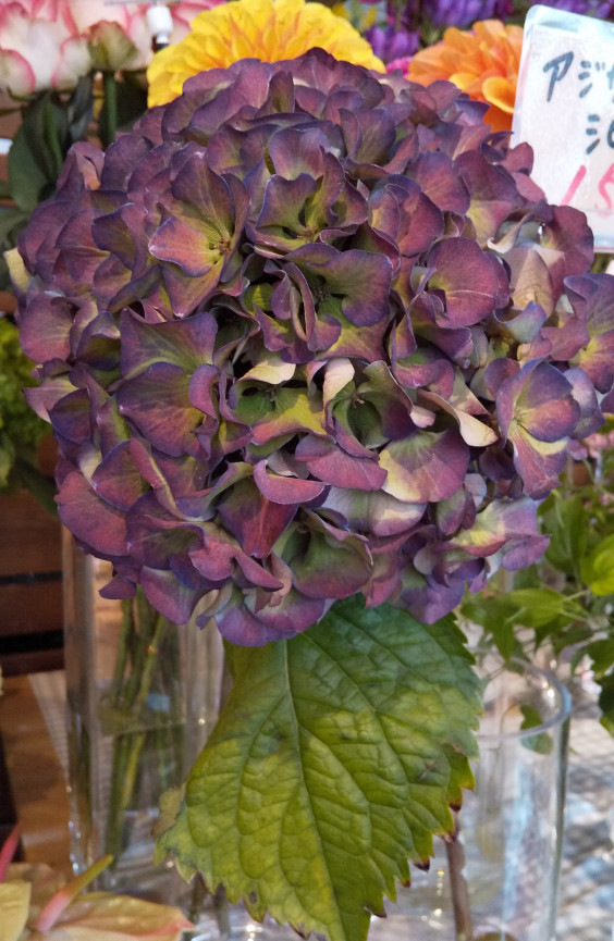 いい感じの紫陽花たち 花屋 つくし