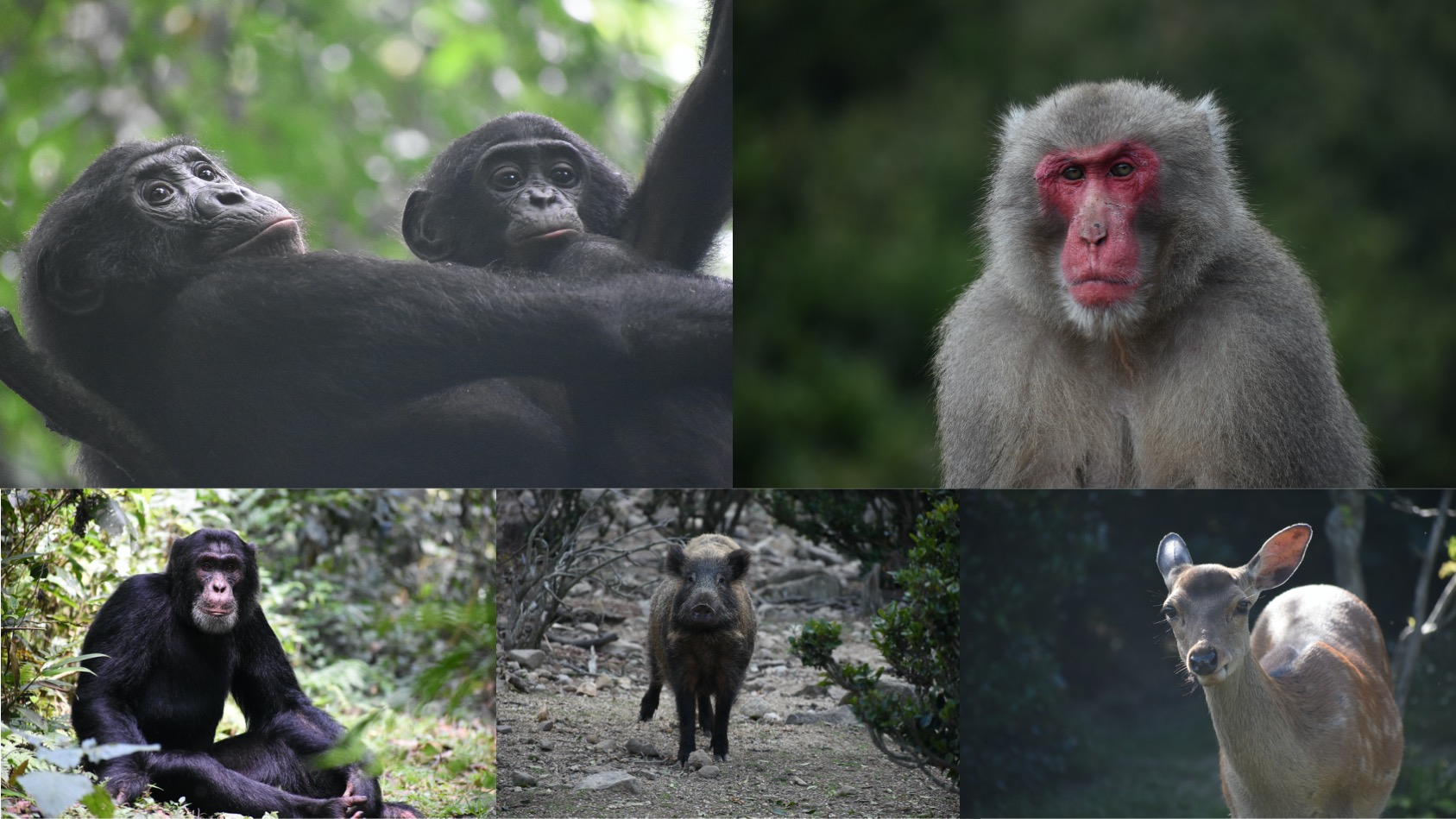 石塚 真太郎/Shintaro Ishizuka