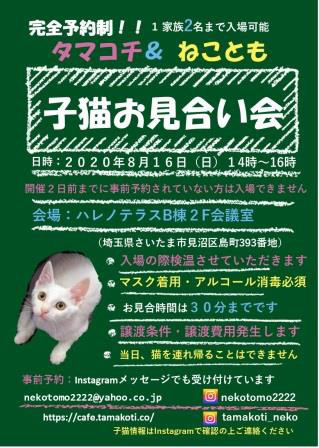 8 16 日 タマコチ Withねこ 子猫お見合い会 Withねこ 8 16 日 タマコチ Withねこ 子猫お見合い会 Withねこ