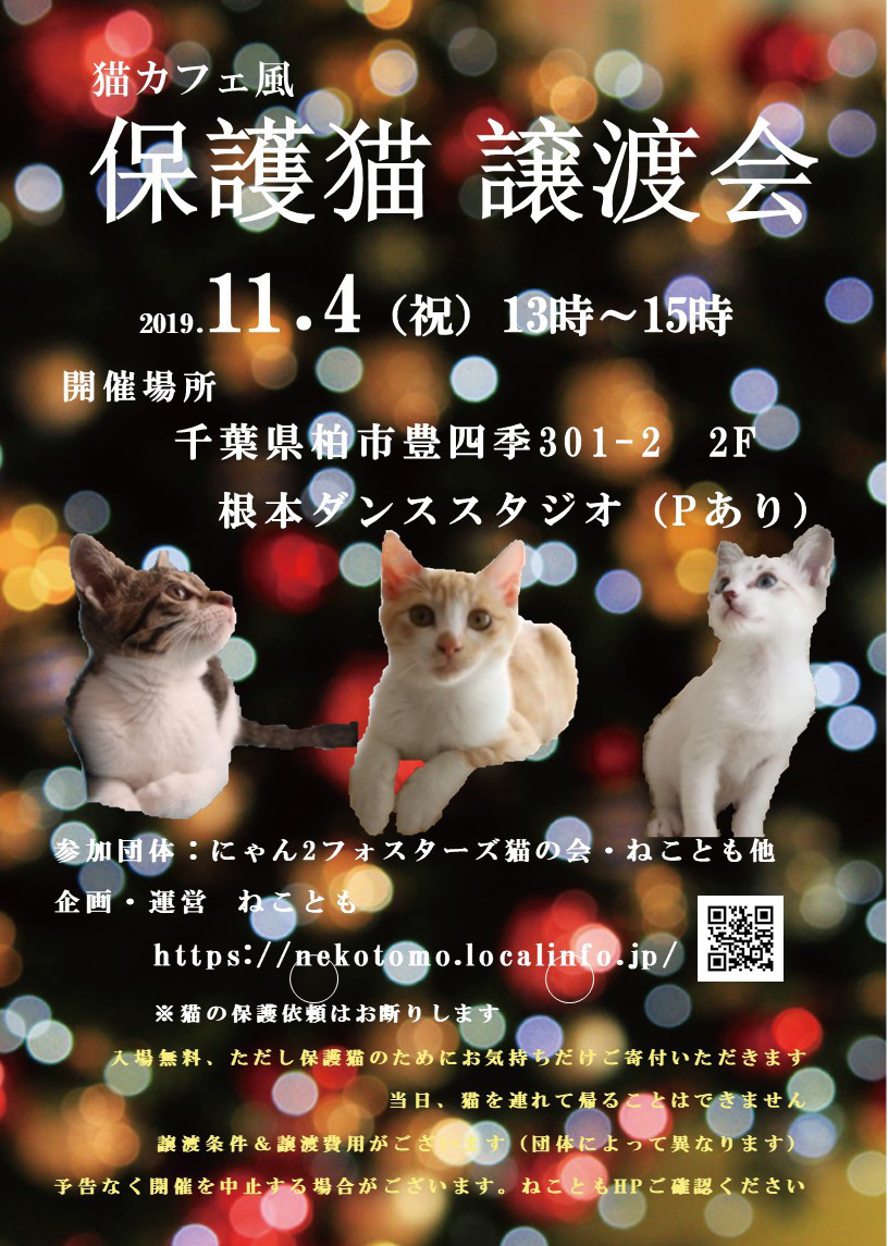 柏市11 4 祝 猫カフェ風保護猫譲渡会 Withねこ