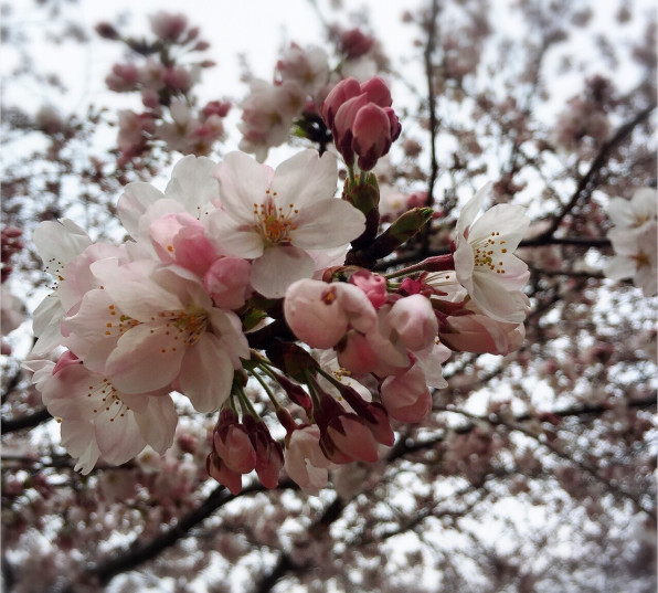 桜のきせつ ａｒｏｍａ プラスアロマ