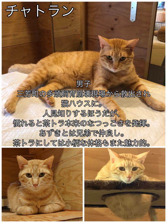 チャトラン 祝 卒業 にゃいるどはーと在籍っ子 チャトラン 祝 卒業 にゃいるどはーと在籍っ子