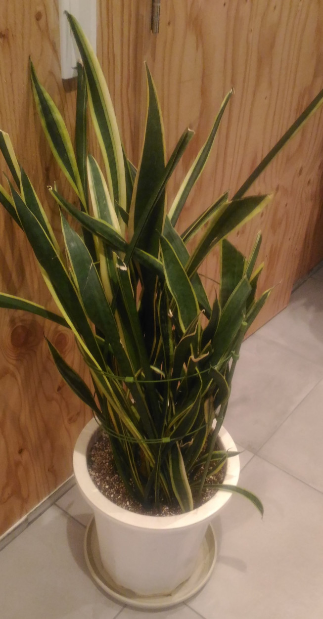 観葉植物 Hair Make Artisan ヘアーメイクアルチザン 神戸市北区美容室 観葉植物 Hair Make Artisan ヘアーメイクアルチザン 神戸市北区美容室