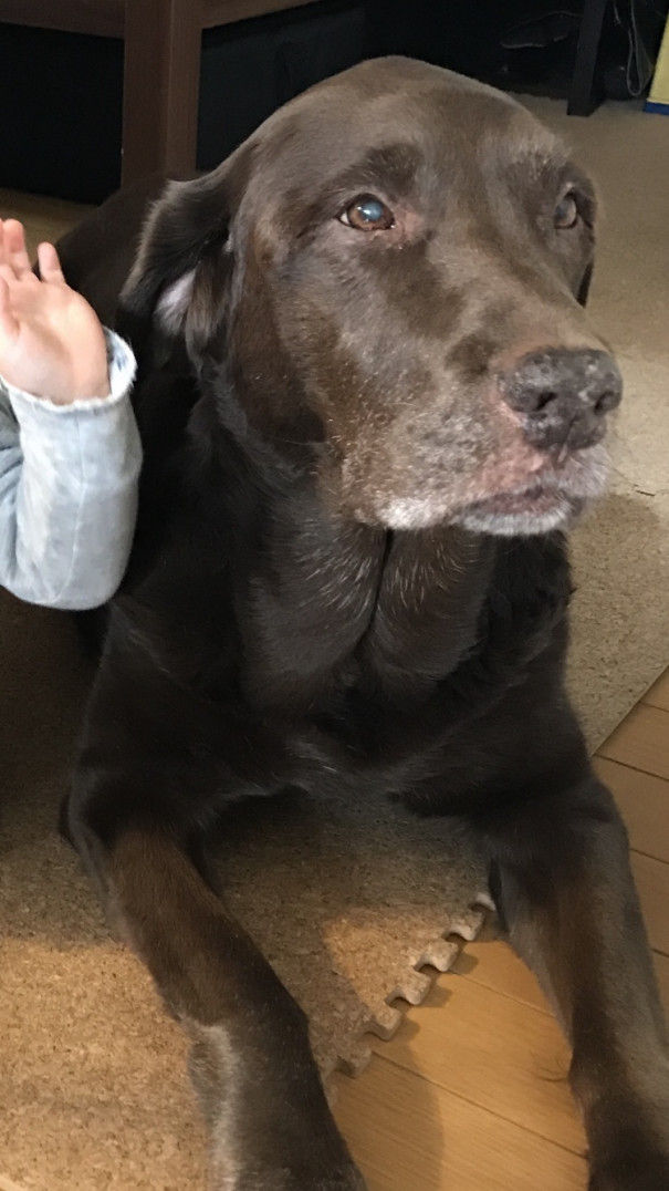 スタジオの看板犬 ショコラ Happybirthday 目白と軽井沢でパーソナルトレーニング 荻山悟史オフィシャルサイト スタジオの看板犬 ショコラ Happybirthday 目白と軽井沢でパーソナルトレーニング 荻山悟史オフィシャルサイト