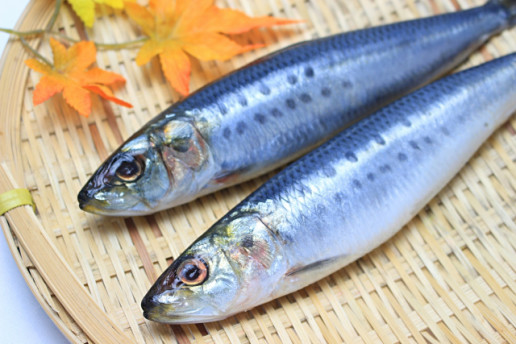 魚の種類について Sakuranbo78 S Ownd