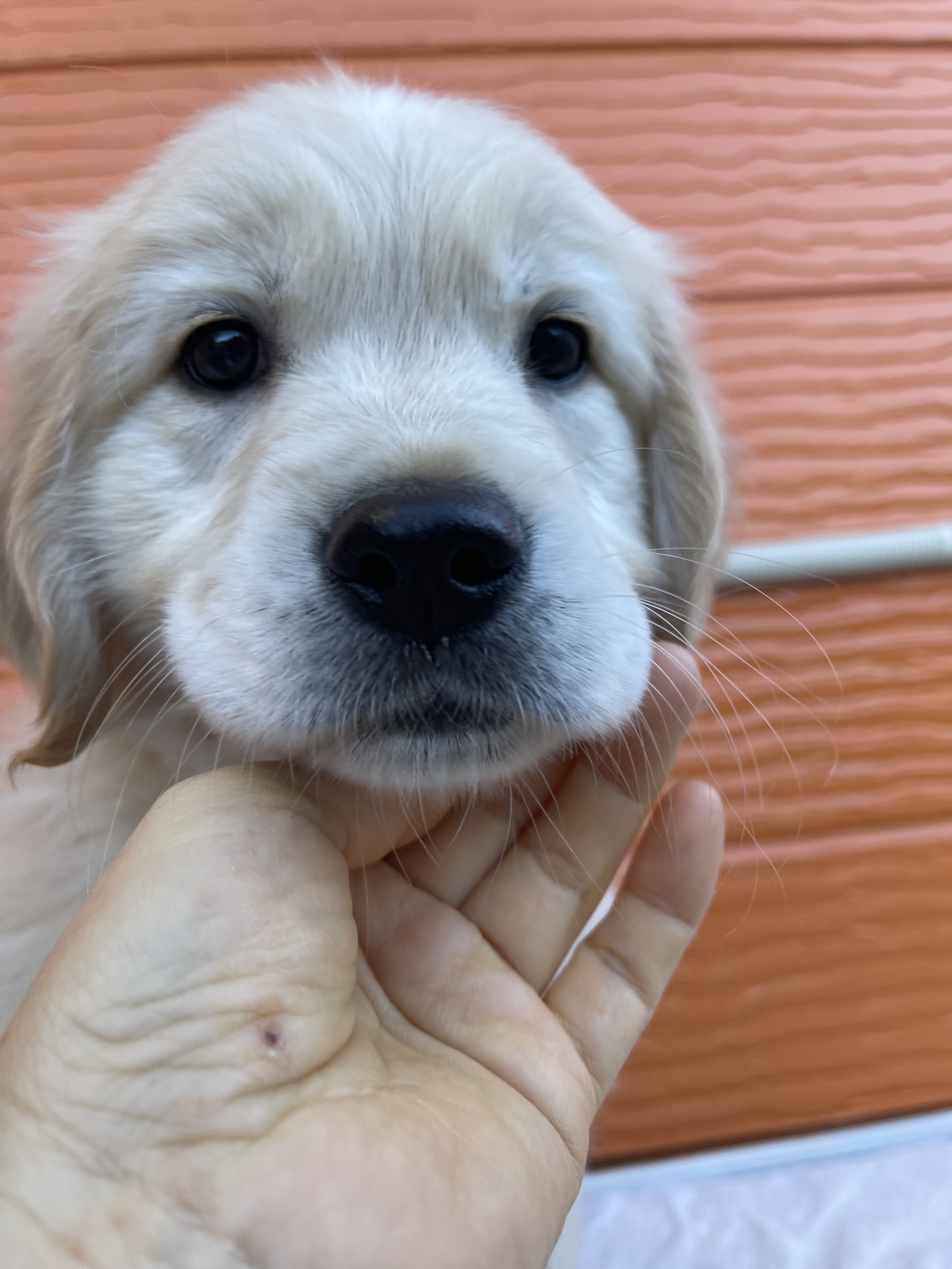 128番 茨城県のお家に行きます。女の子（母モコ 父ウィズ