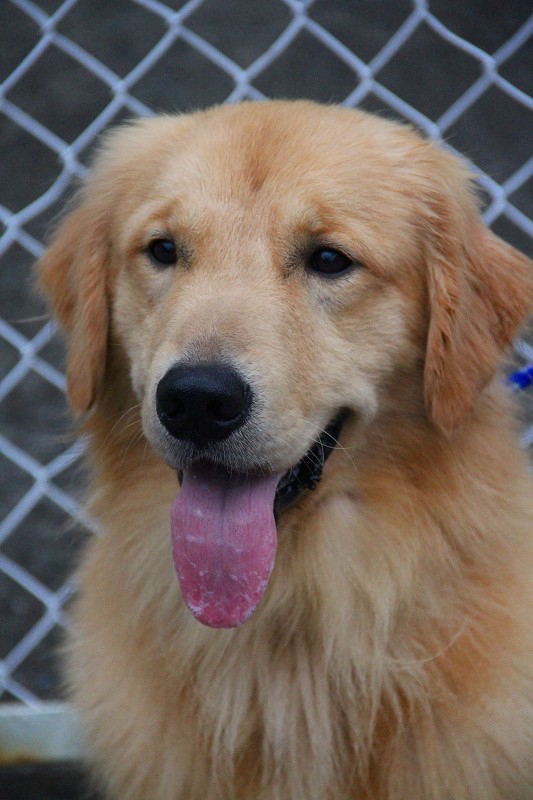 引退 父 フラン (ゴールデン) プレジールケンネル