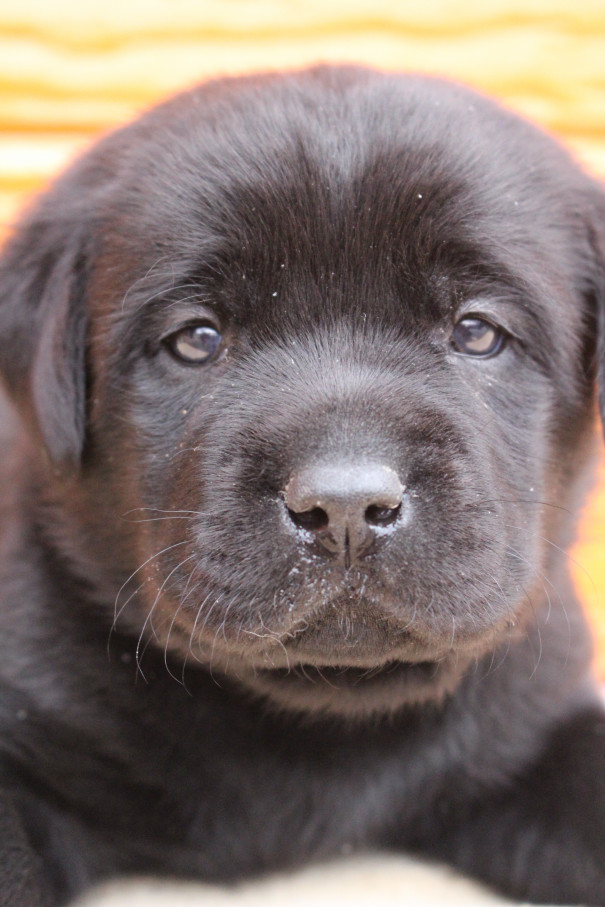 ゆめの子犬 4月15日撮影 写真 動画 プレジールケンネル