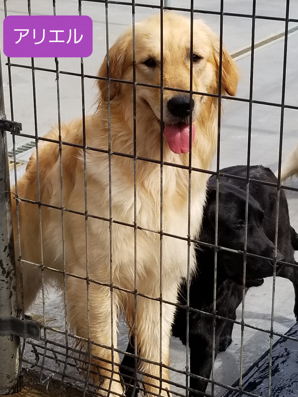 最も欲しかった アリエル 犬 マックス 犬種 ただかわいい犬