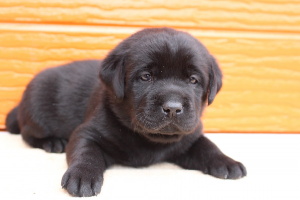 ゆめの子犬 4月15日撮影 写真 動画 プレジールケンネル