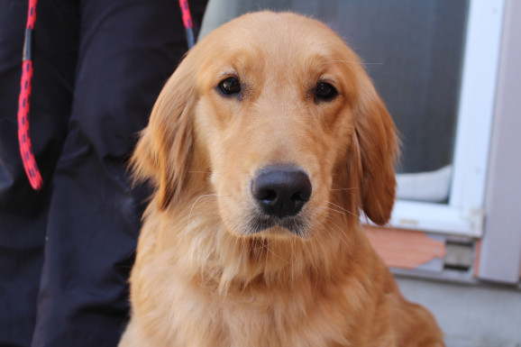 母犬 ルーシー ゴールデン プレジールケンネル