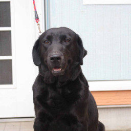 母犬 ラブラドール 年齢順 プレジールケンネル