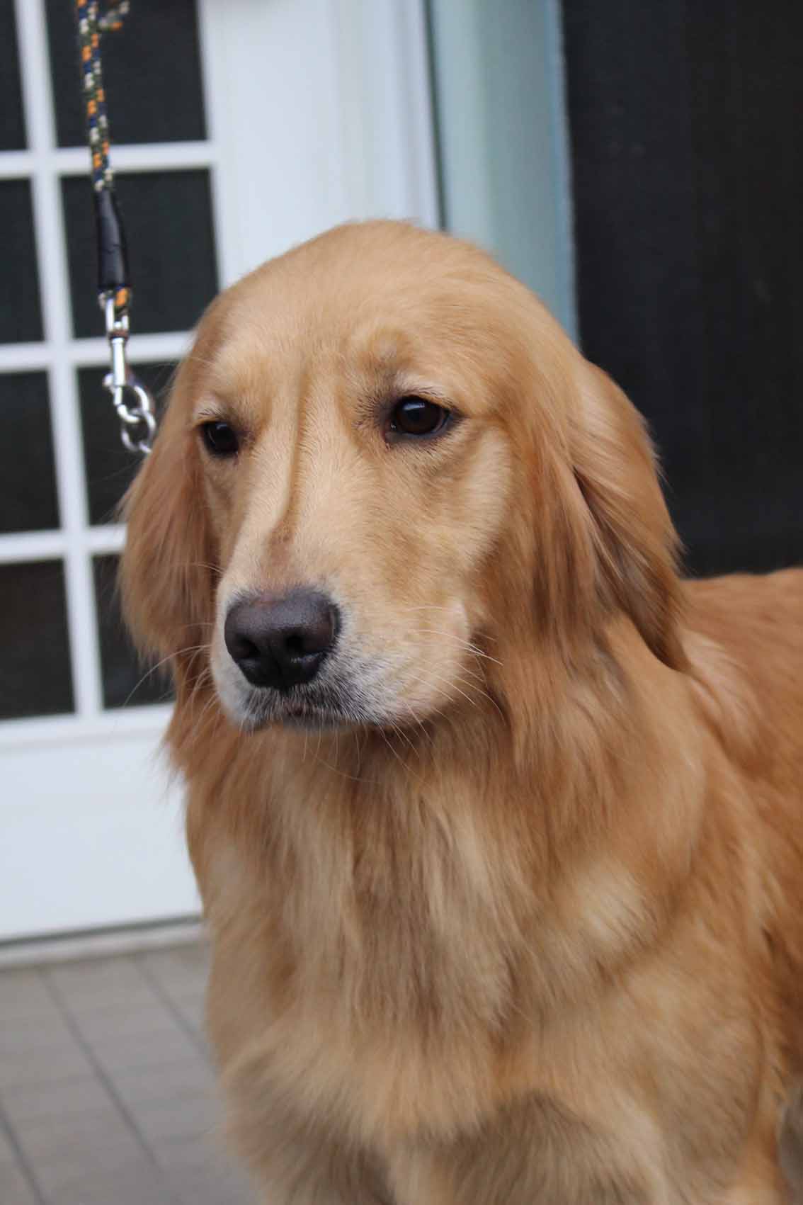 引退 母 シェリー （ゴールデン） | プレジールケンネル