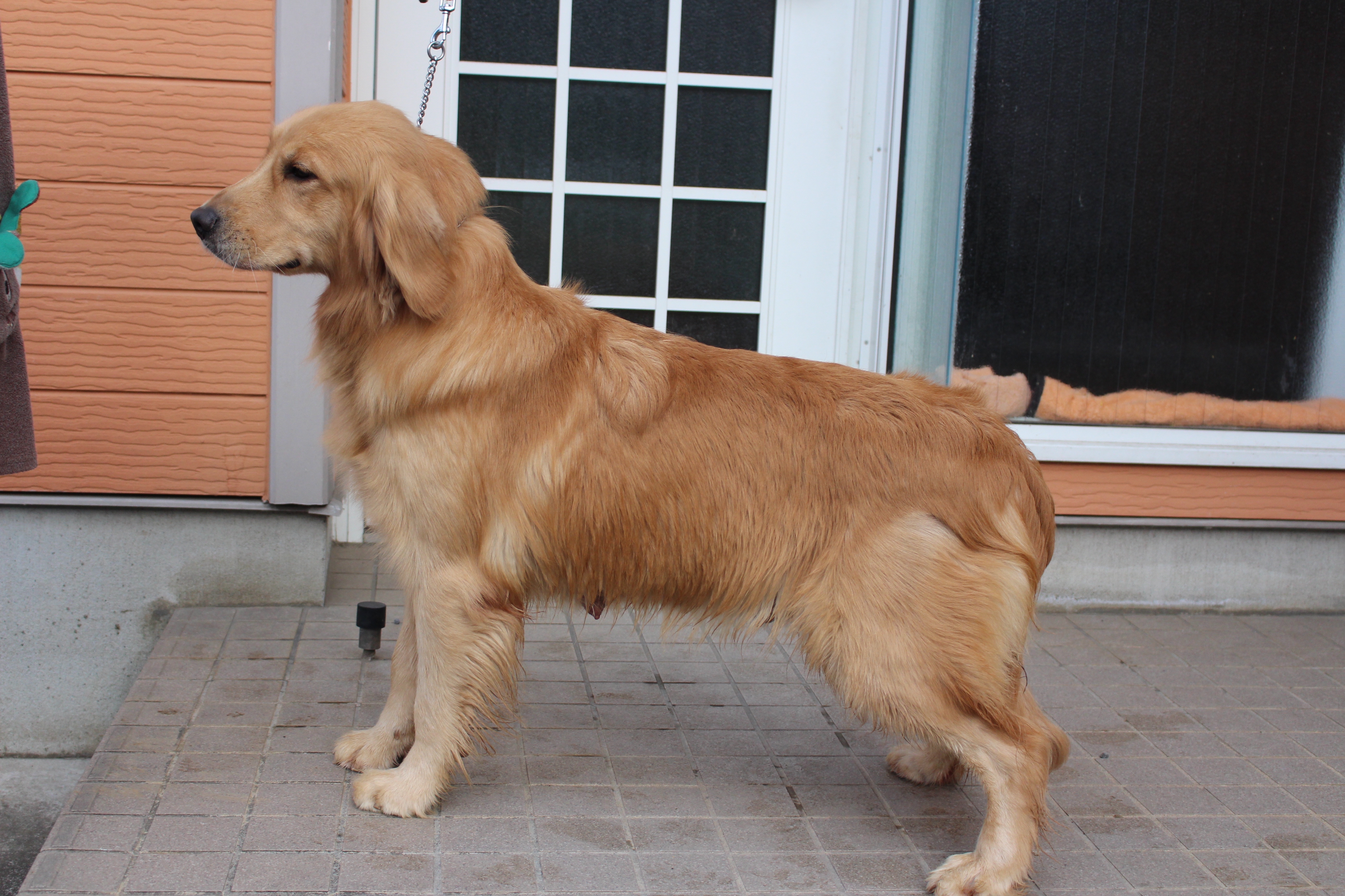 引退 母 シェリー （ゴールデン） | プレジールケンネル