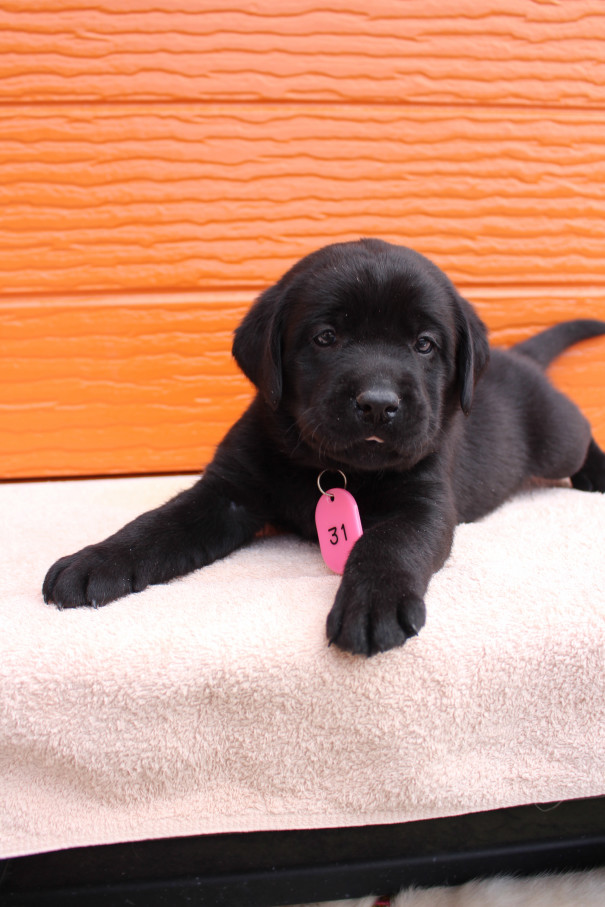 ゆめの子犬 4月22日撮影 写真 動画 プレジールケンネル