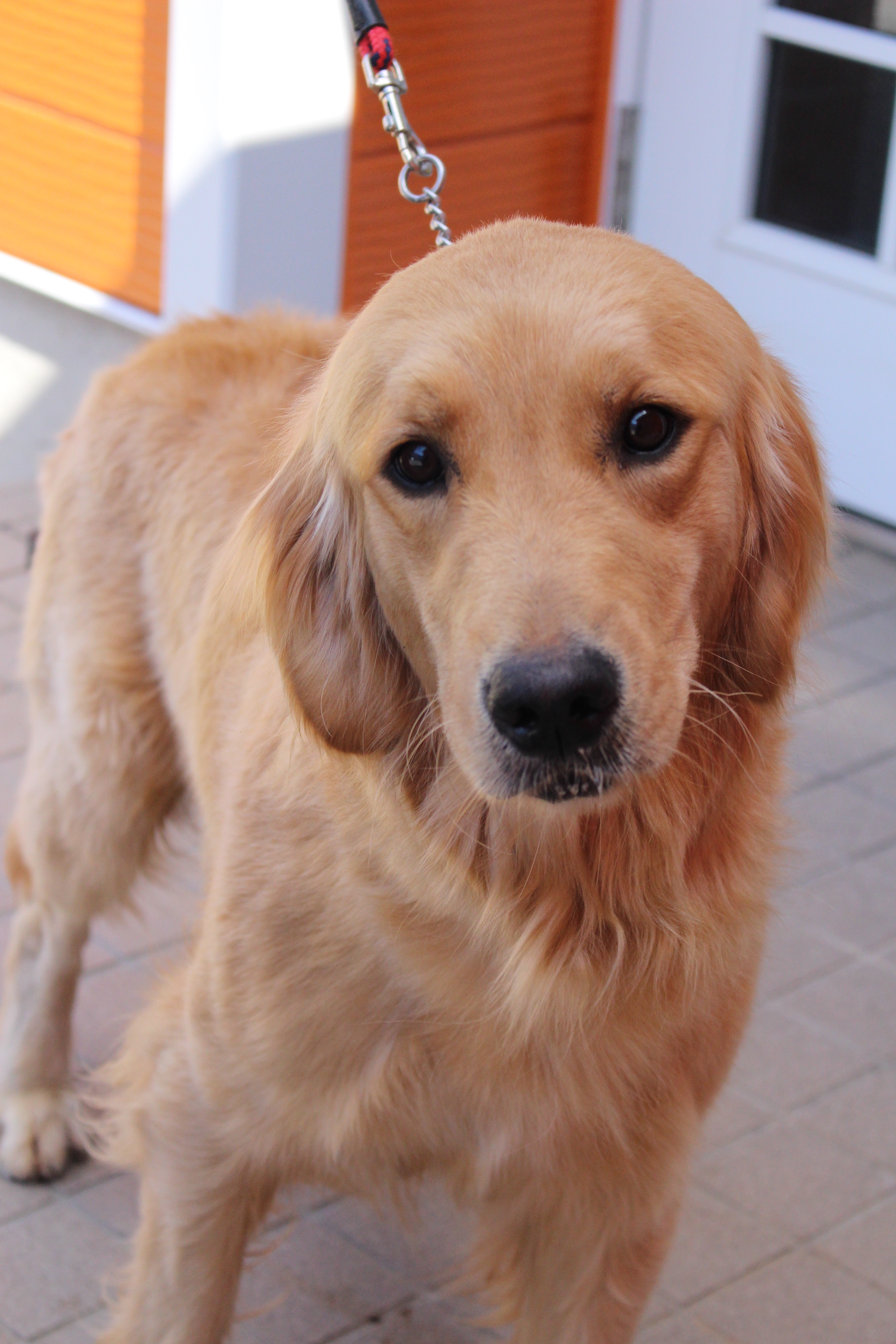 親犬の紹介 | プレジールケンネル