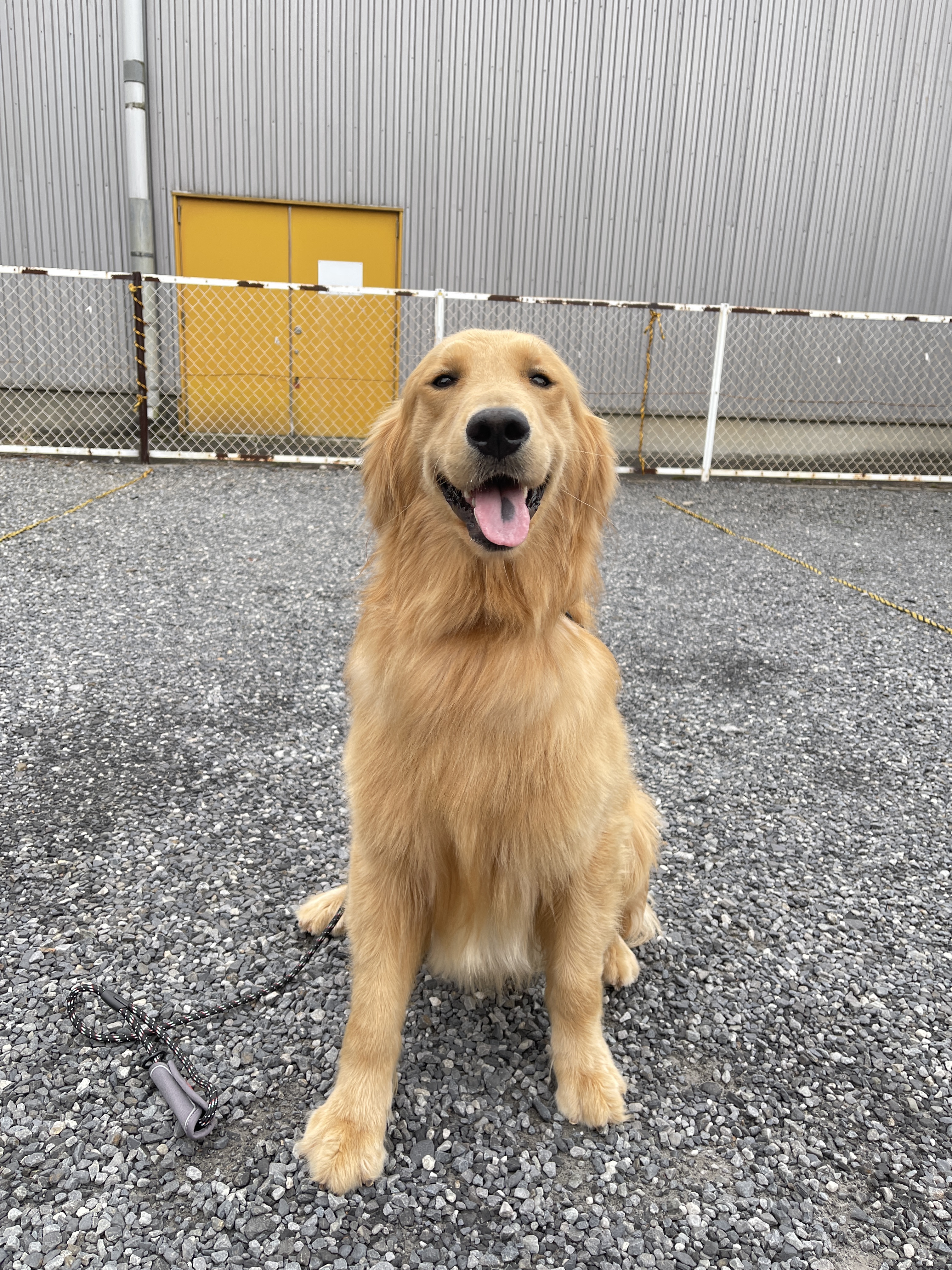 父犬 獅子丸（ししまる） | プレジールケンネル