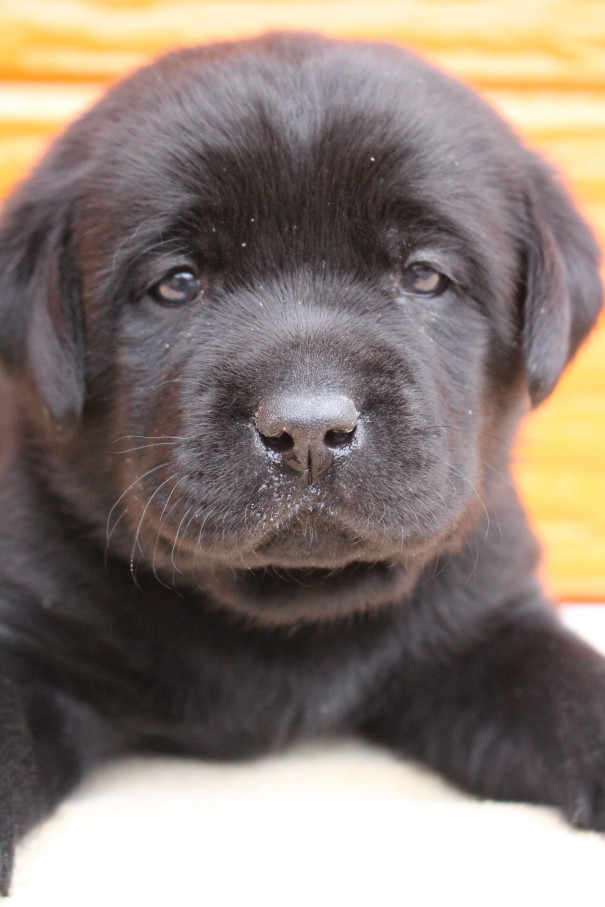 ゆめの子犬 4月15日撮影 写真 動画 プレジールケンネル