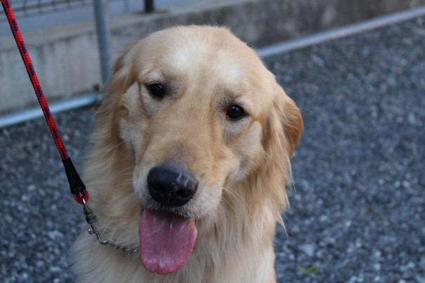 引退 母 アリエル ゴールデン プレジールケンネル