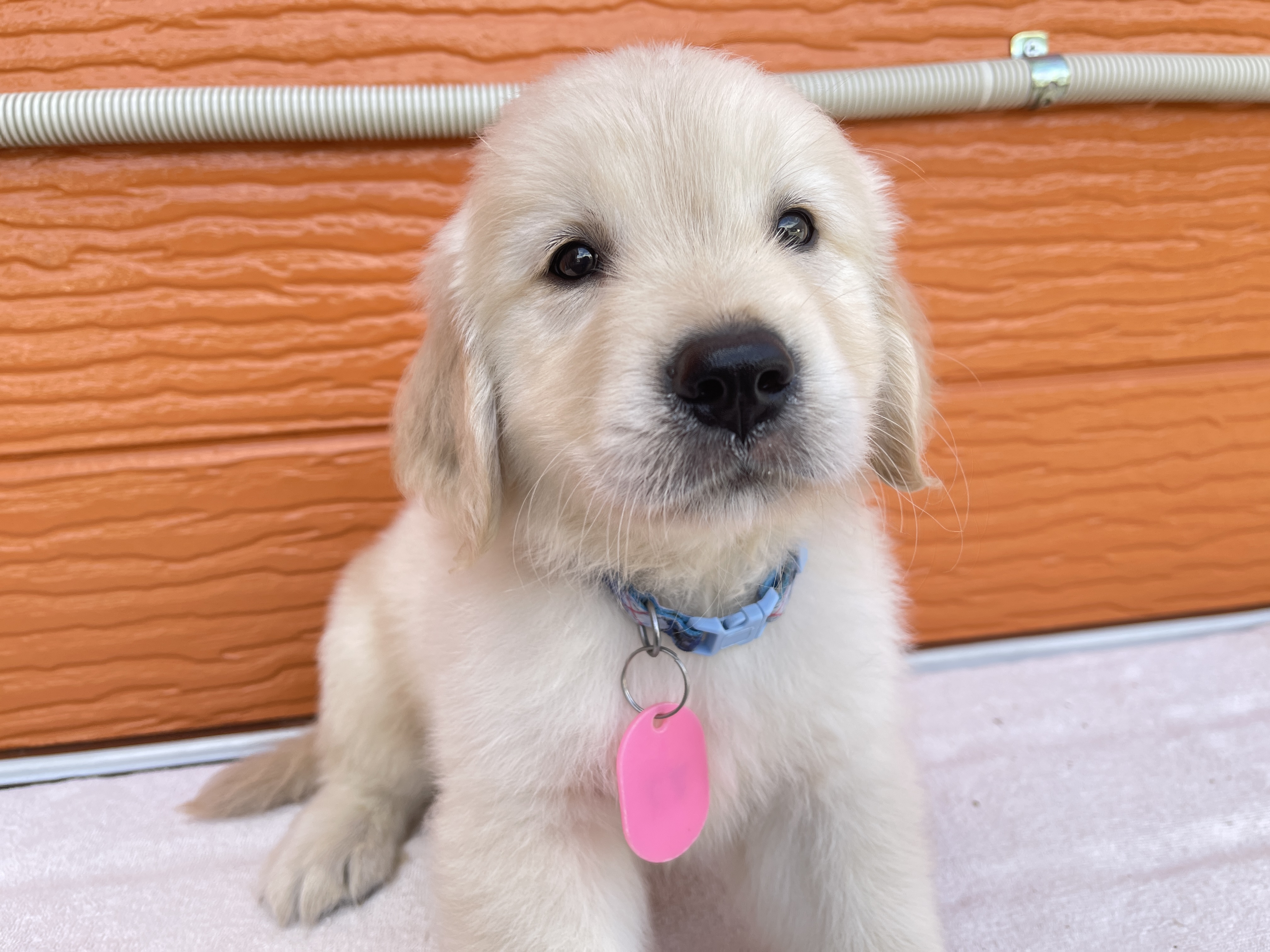 レア【プレイモービル】6145「犬の学校」6134「ゴールデンレトリバーの家族」 レア【プレイモービル】6145「犬の学校」6134「ゴールデン