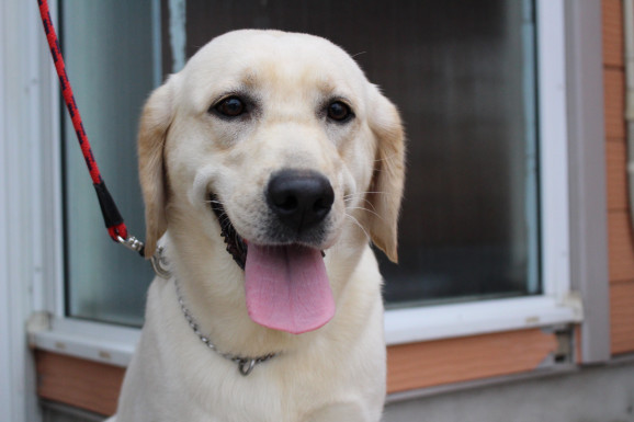 母犬 ゆき ラブラドール イエロー プレジールケンネル