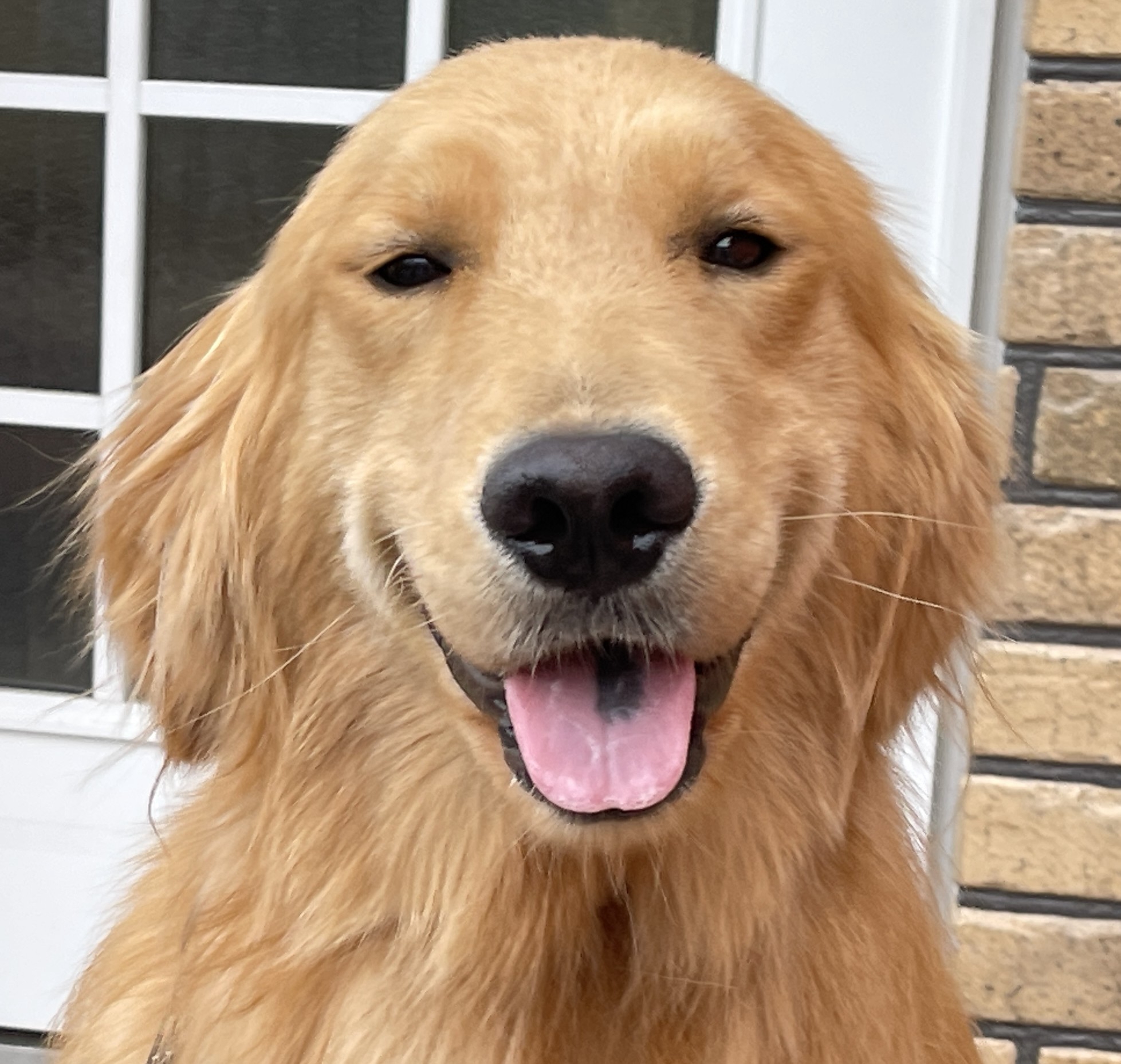 父犬 獅子丸（ししまる） | プレジールケンネル