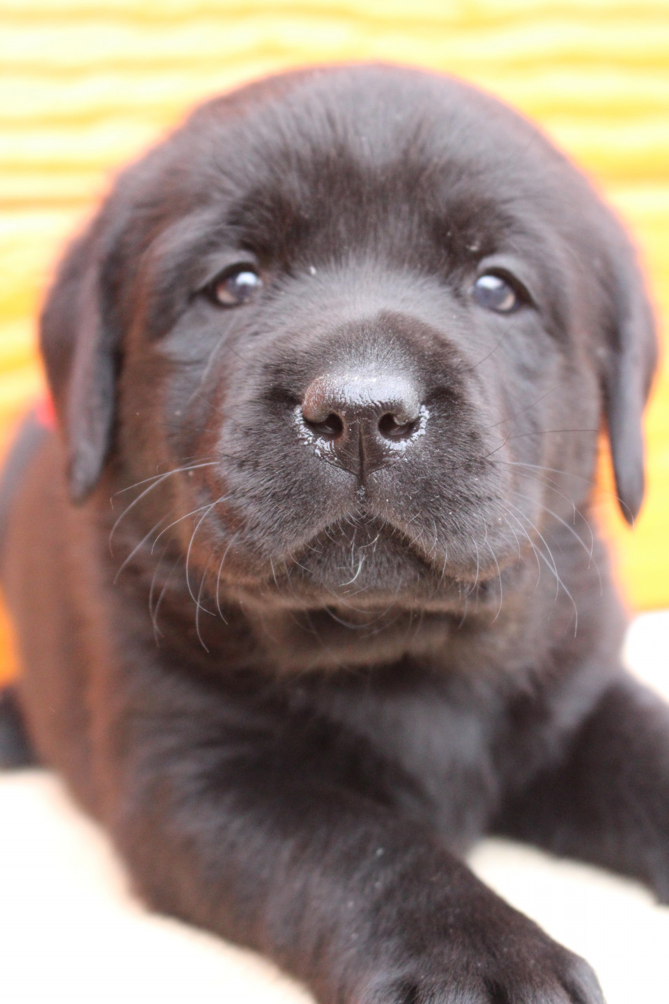ゆめの子犬 4月15日撮影 写真 動画 プレジールケンネル ゆめの子犬 4月15日撮影 写真 動画 プレジールケンネル
