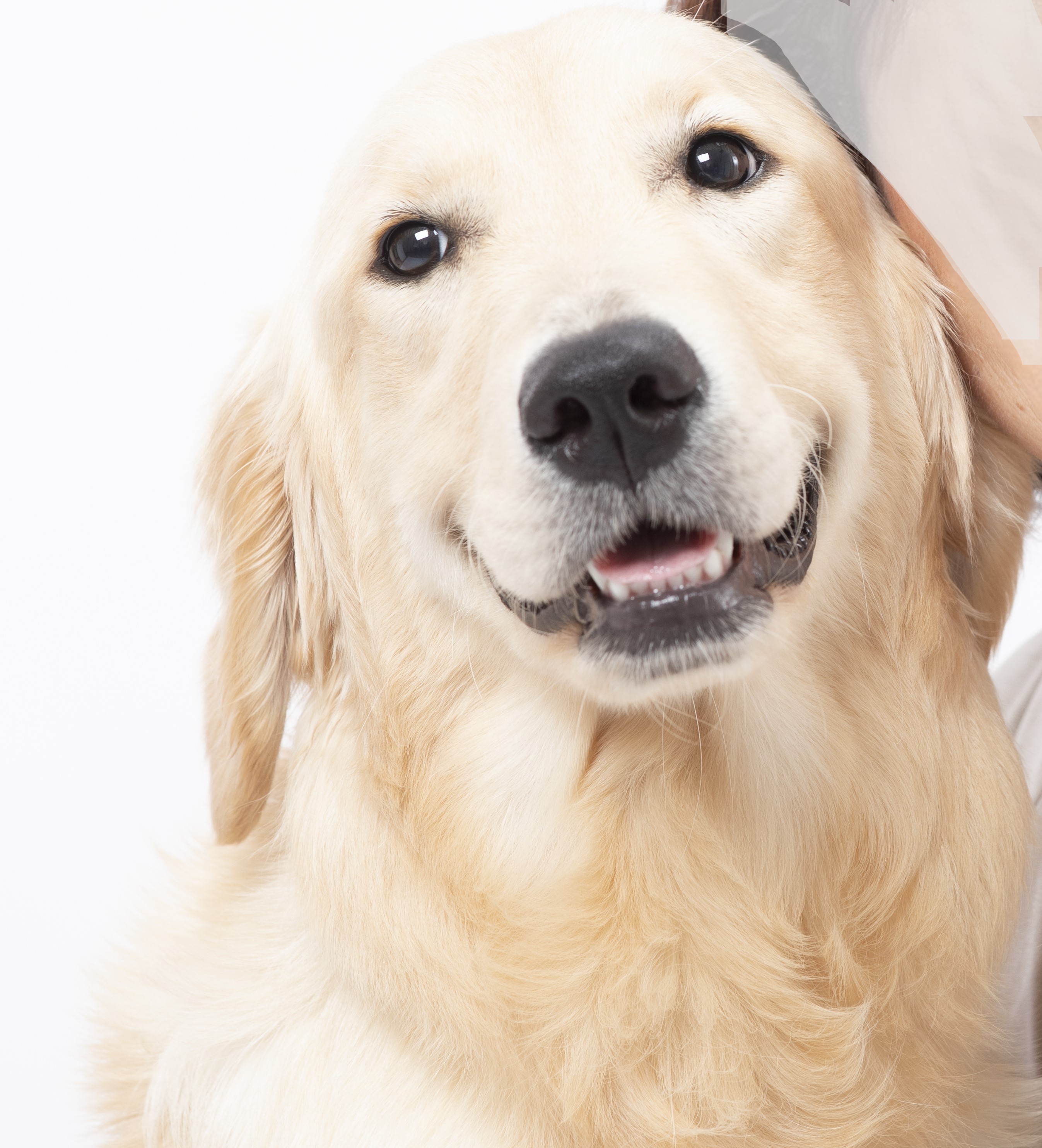 母 モナ | プレジールケンネル