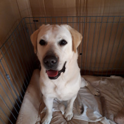 父犬 ラブラドール 年齢順 プレジールケンネル