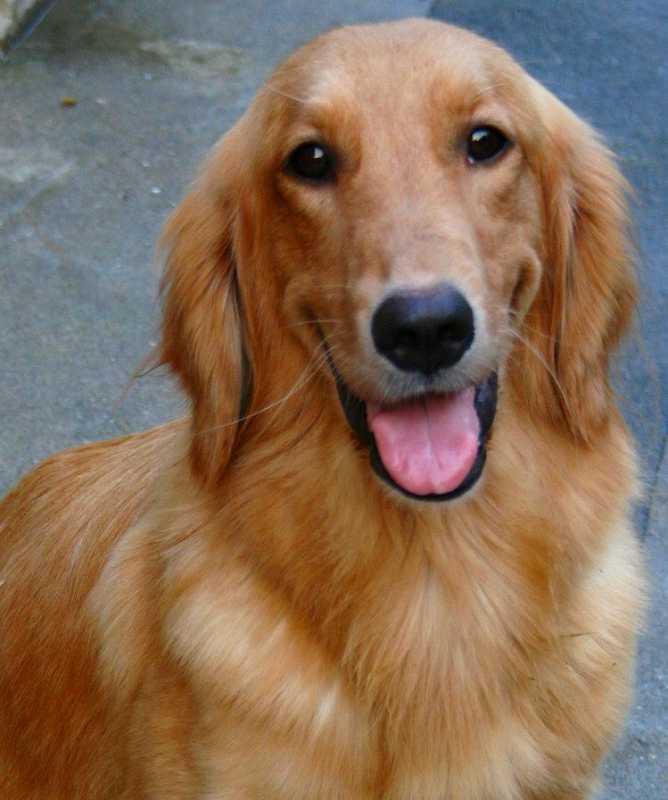 子犬代金・諸費用・お支払い方法 | プレジールケンネル